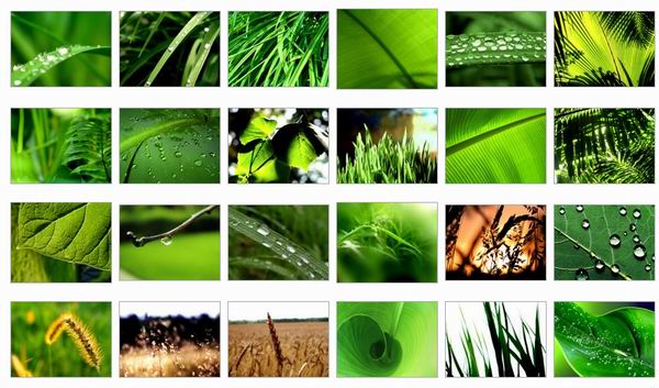 wallpaper green nature. green leaf wallpapers